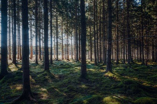 cases in the polish language 4